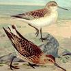 Broad-billed Sandpiper